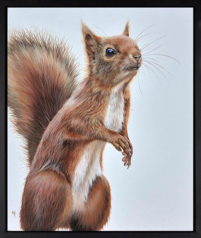 Red Squirrel (Framed)