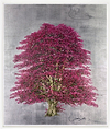 Copper Beech