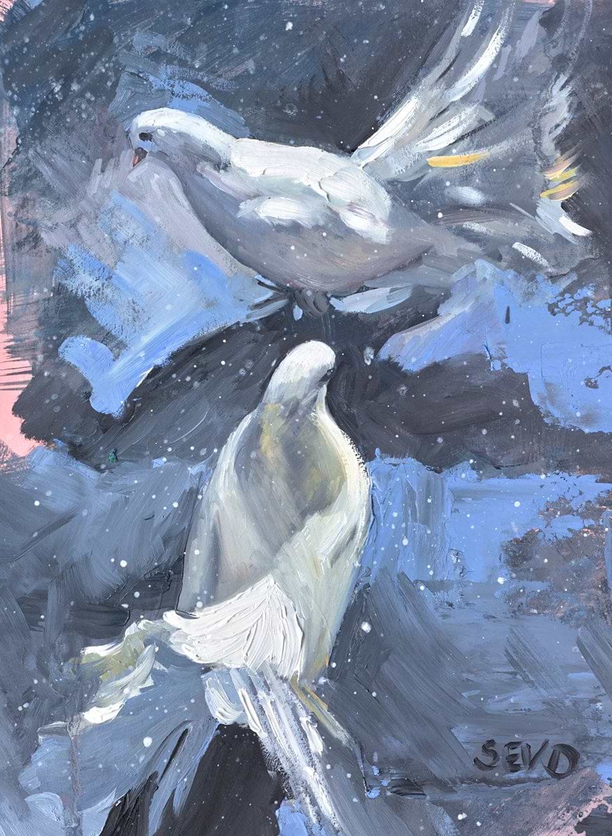 Dove Duet