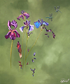 Emperors and Irises