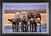 Marabou Pan, Botswana (Framed)