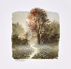 Enchanted (study)