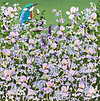 Kingfisher in Spring III