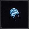Jelly Galaxy (Framed)