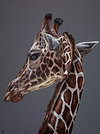 A Giraffe's Stare