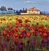 Prati di papavero VI