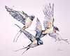A Summer's Welcolme - Swallows