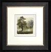 Hawthorn Blossom (Study) (Framed)