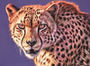 Cheetah Glare