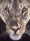 Fearless Lioness