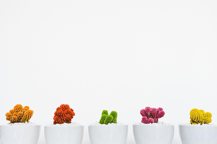 HOW-TO: STARTING AN ONLINE SHOPIFY PLANT BUSINESS