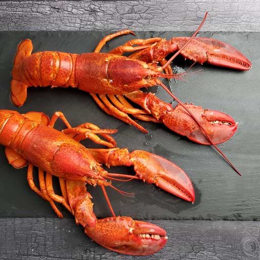Enjoying Fresh Lobster Just Got Easier.
