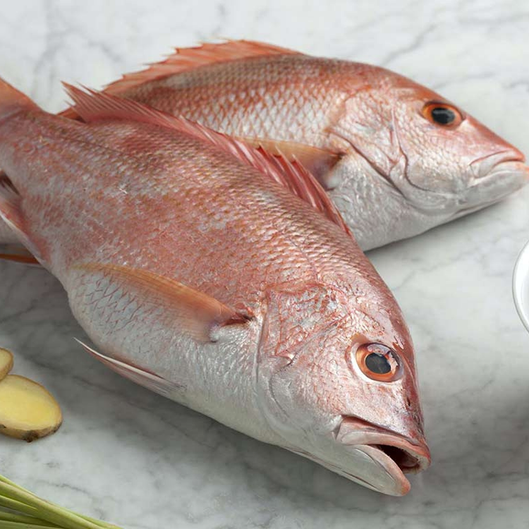 Snapper*