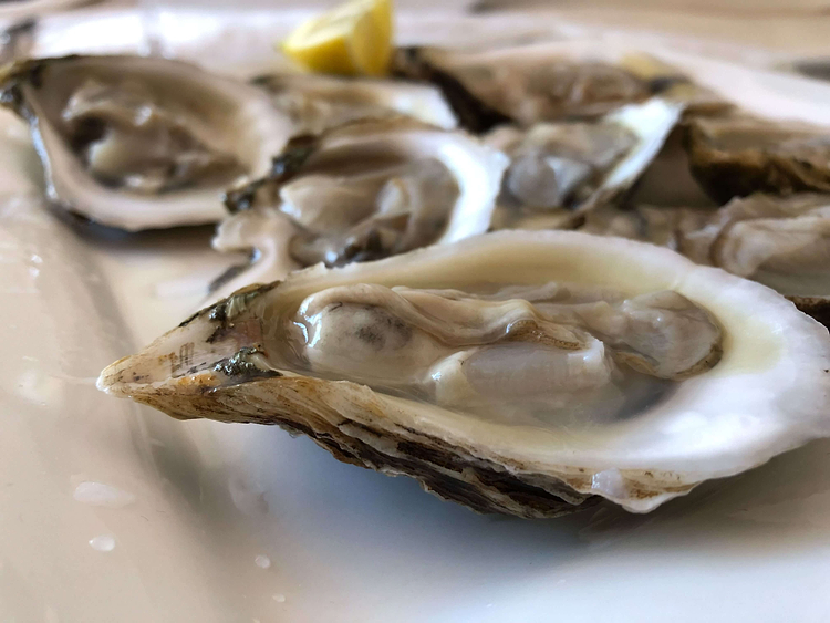 Oysters