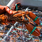Cooked Maine Lobster (1¼ lb Pre-Cooked) 1 each