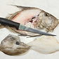 John Dory, Fillet, Wild Caught