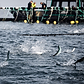 Valhalla Norwegian EU Sustainable Salmon