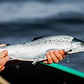organic salmon from scotland