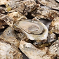 Chesapeake Bay Blue Point Oysters