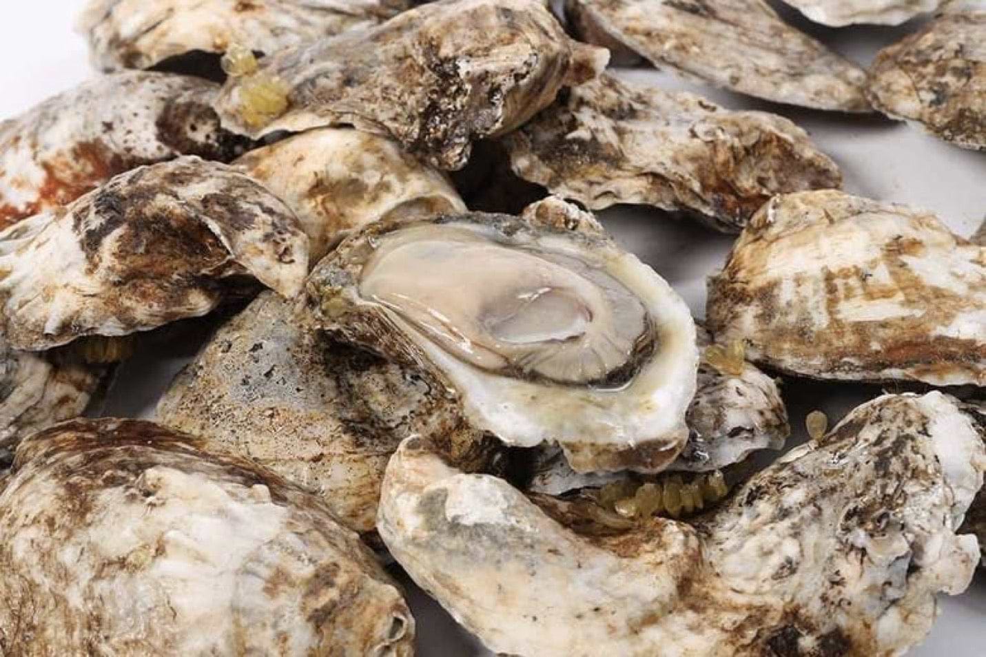 Chesapeake Bay Blue Point Oysters