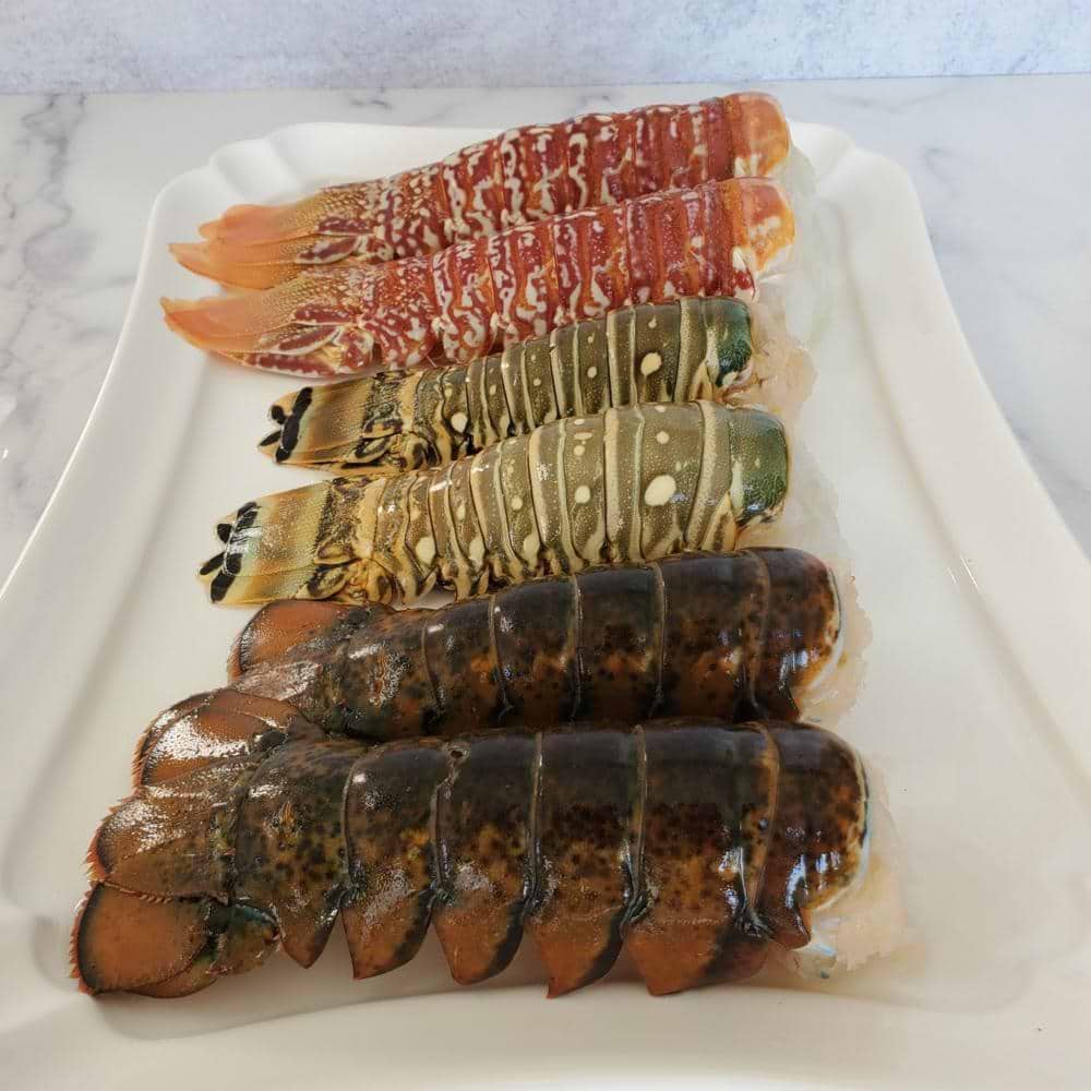 Trifecta Lobster tails allfreshcopy 